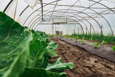 Greenhouse Repair